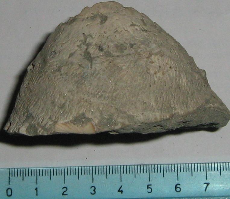 Xenophora infundibulum (Brocchi, 1814)  Pliocene - Toscana